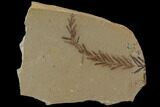 Metasequoia (Dawn Redwood) Fossil - Montana #89387-1
